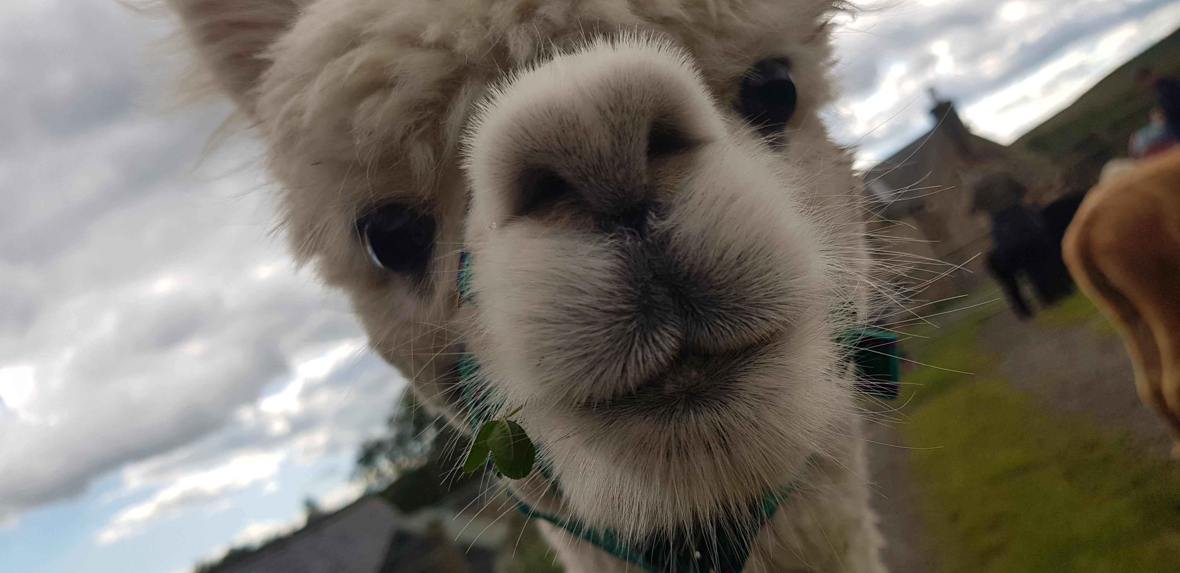 Collection of #SupportLocal Ferny Rigg Alpacas in a gallery layout