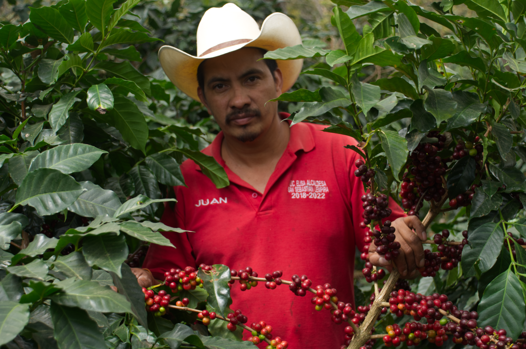 Collection of Anastacio Benitez Diaz "Lempira" in a gallery layout