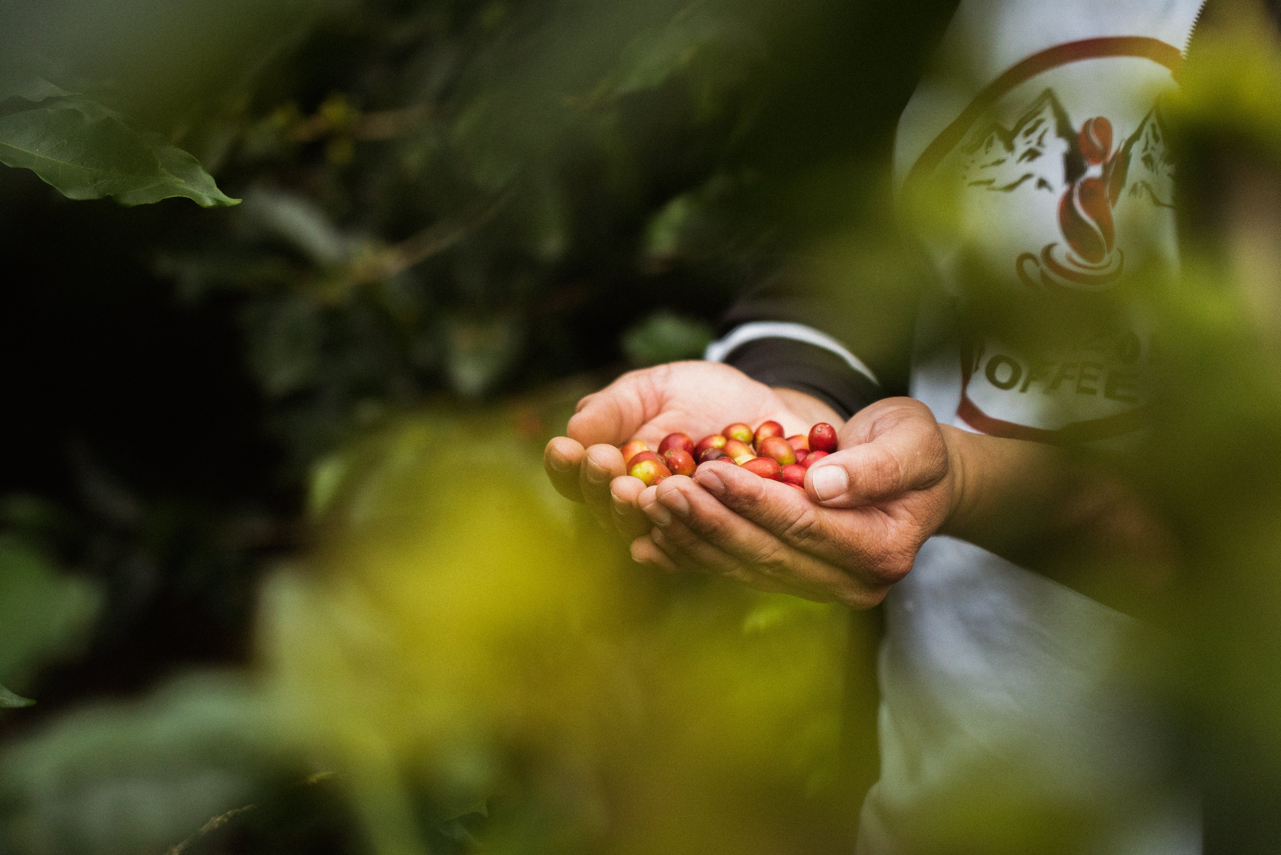 Collection of Sustainability Review: Caribe Coffee Co. 2023-24 in a gallery layout