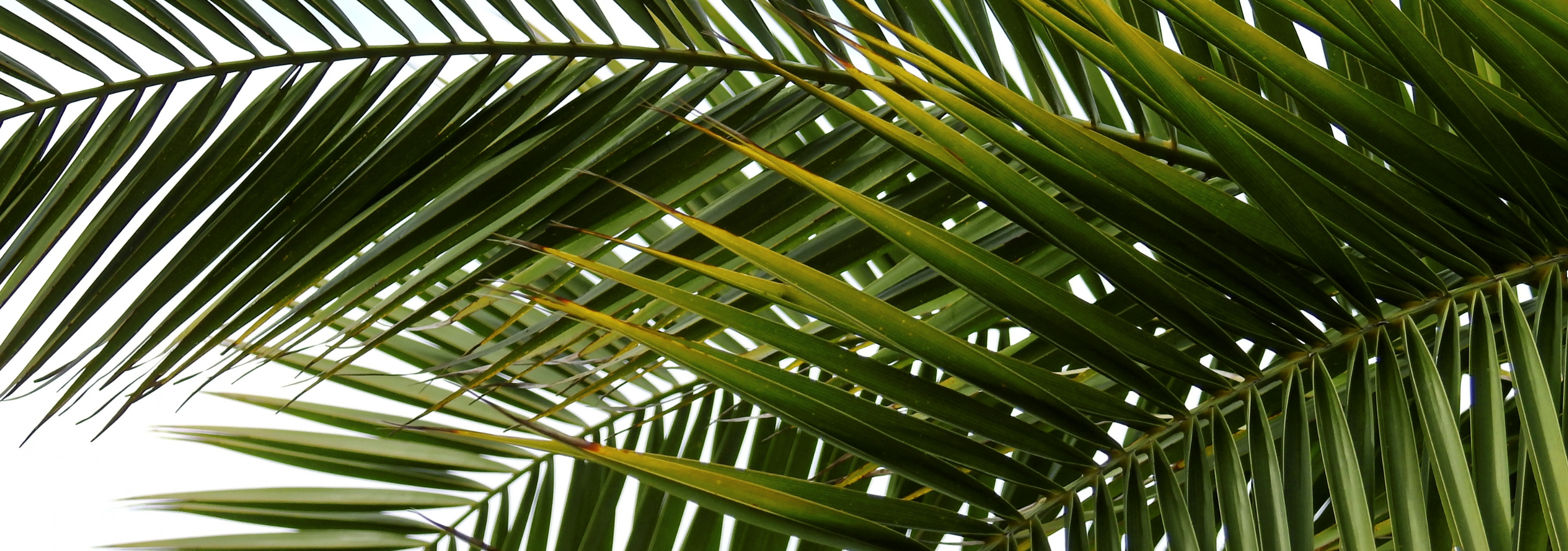 Collection of One Consistent Vice in a gallery layout