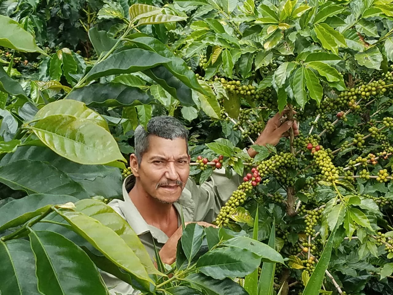 Collection of Jose Lopez "Microlot PUMA" in a gallery layout