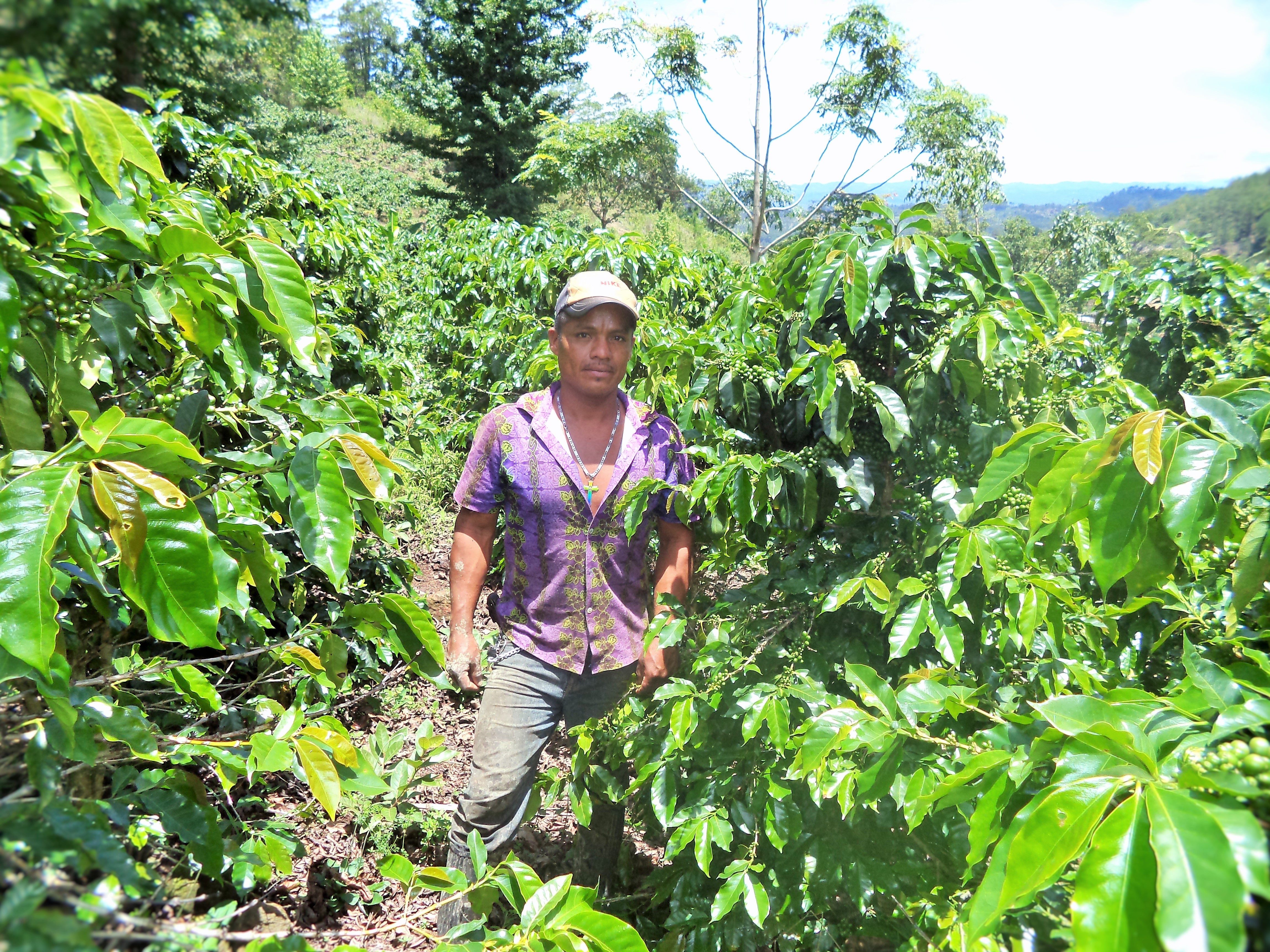 Collection of Luis Diaz "Microlot OCELOT" in a gallery layout