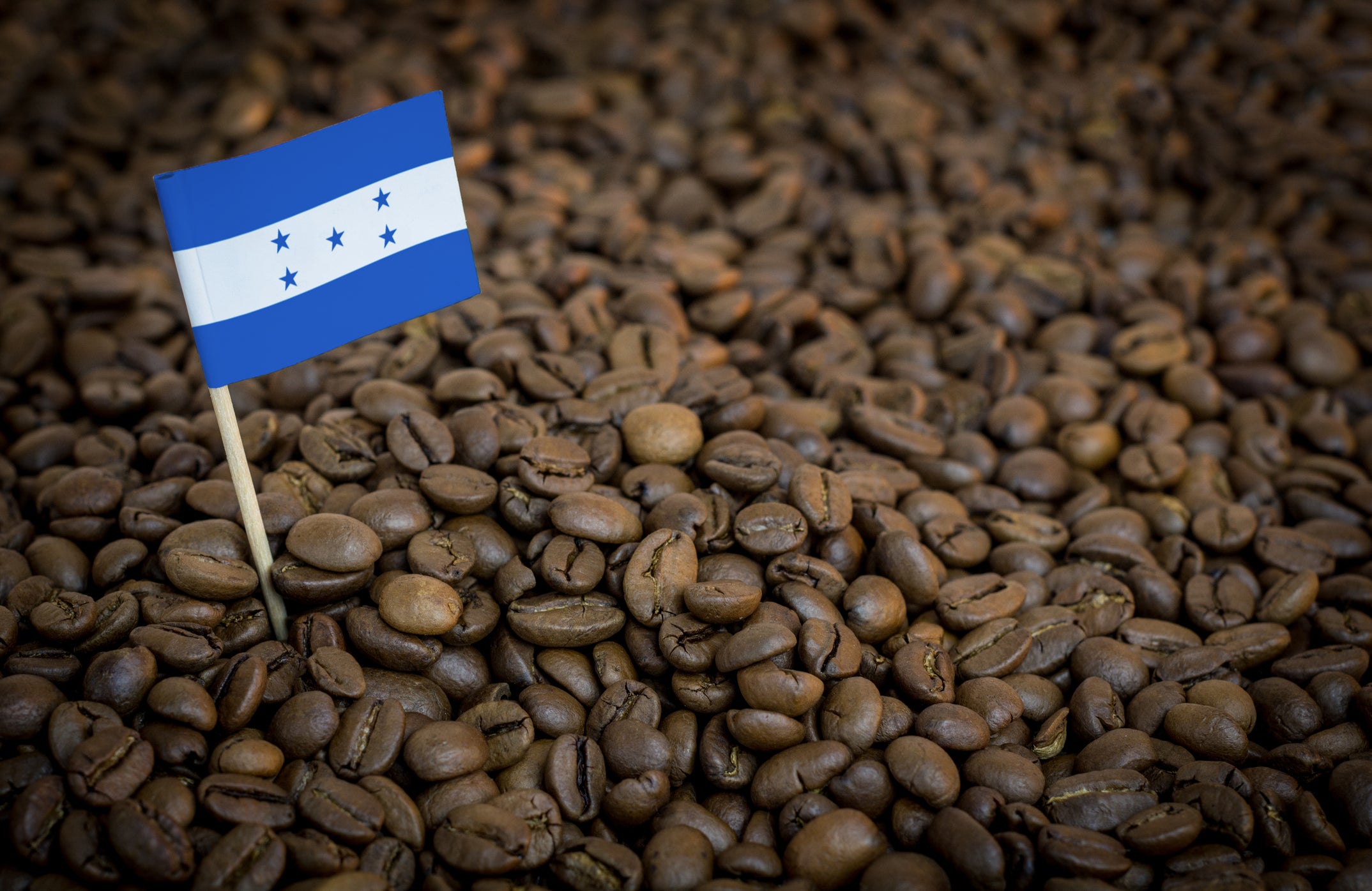 Collection of The Celaque Region "Copan" in a gallery layout