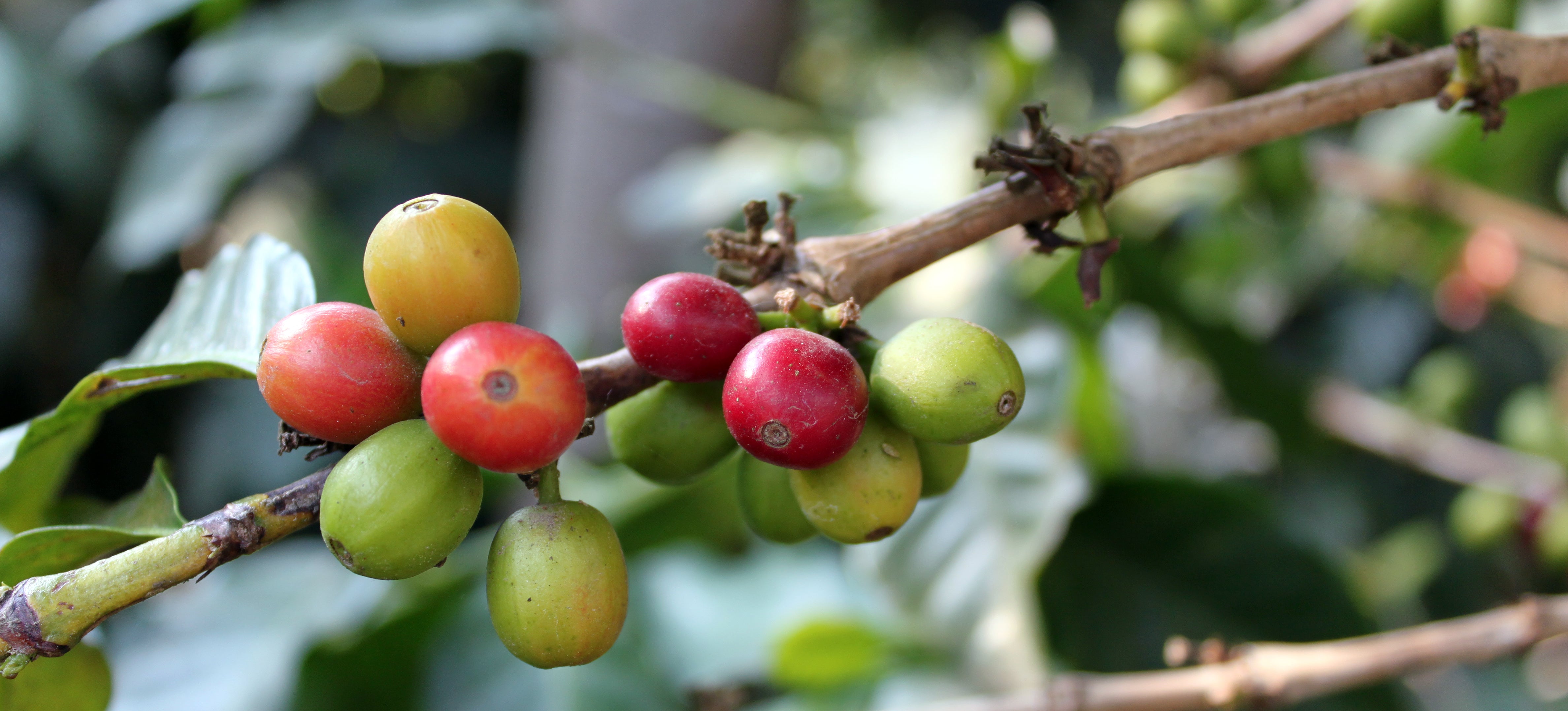 Collection of Third party tree planting? in a gallery layout