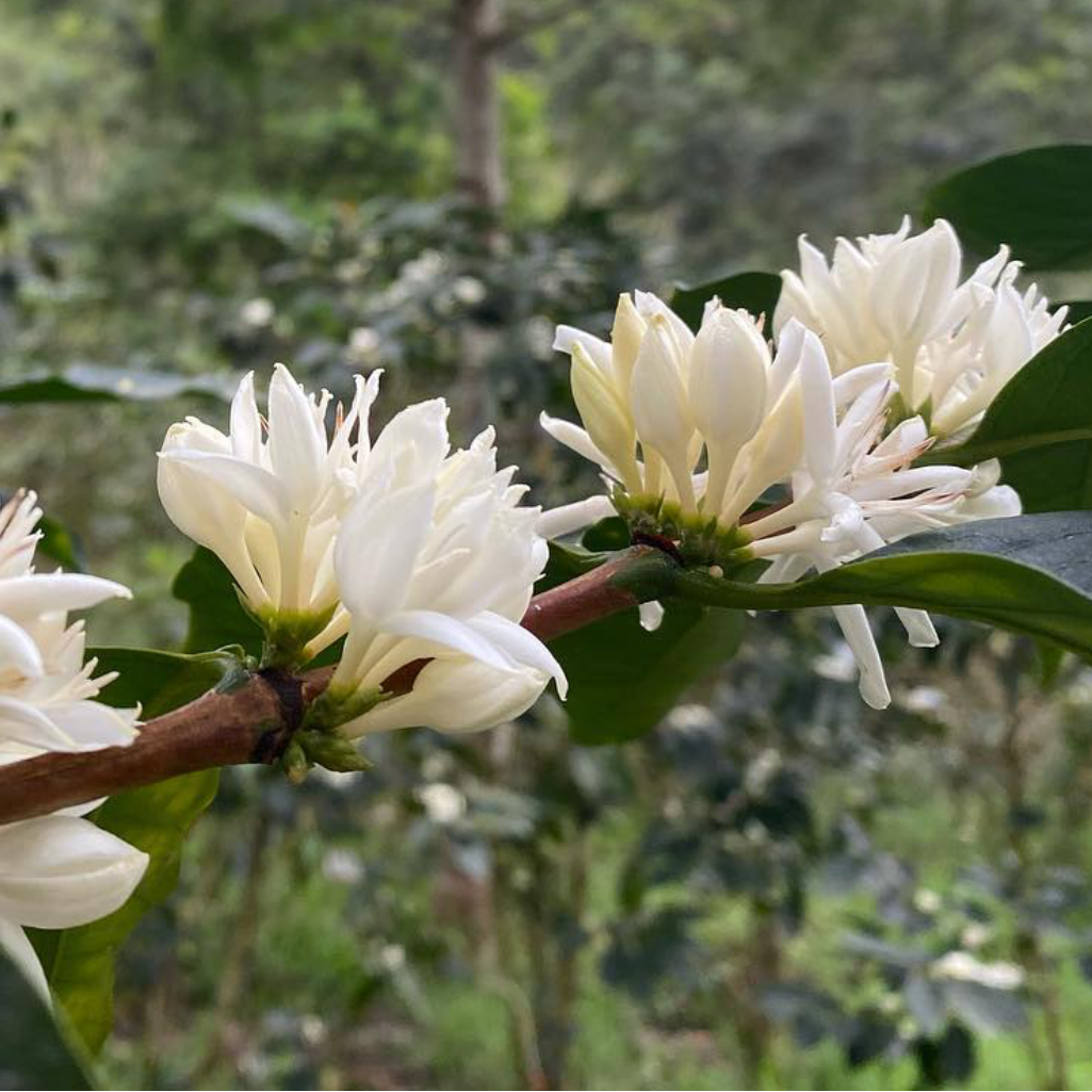 Collection of Coffee Cascara - Pulp Tea in a gallery layout