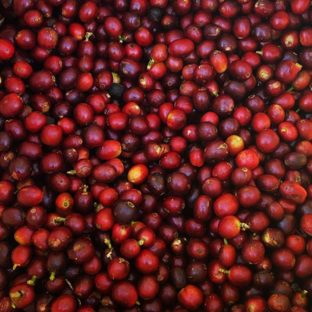 Collection of Coffee Cascara - Pulp Tea in a gallery layout