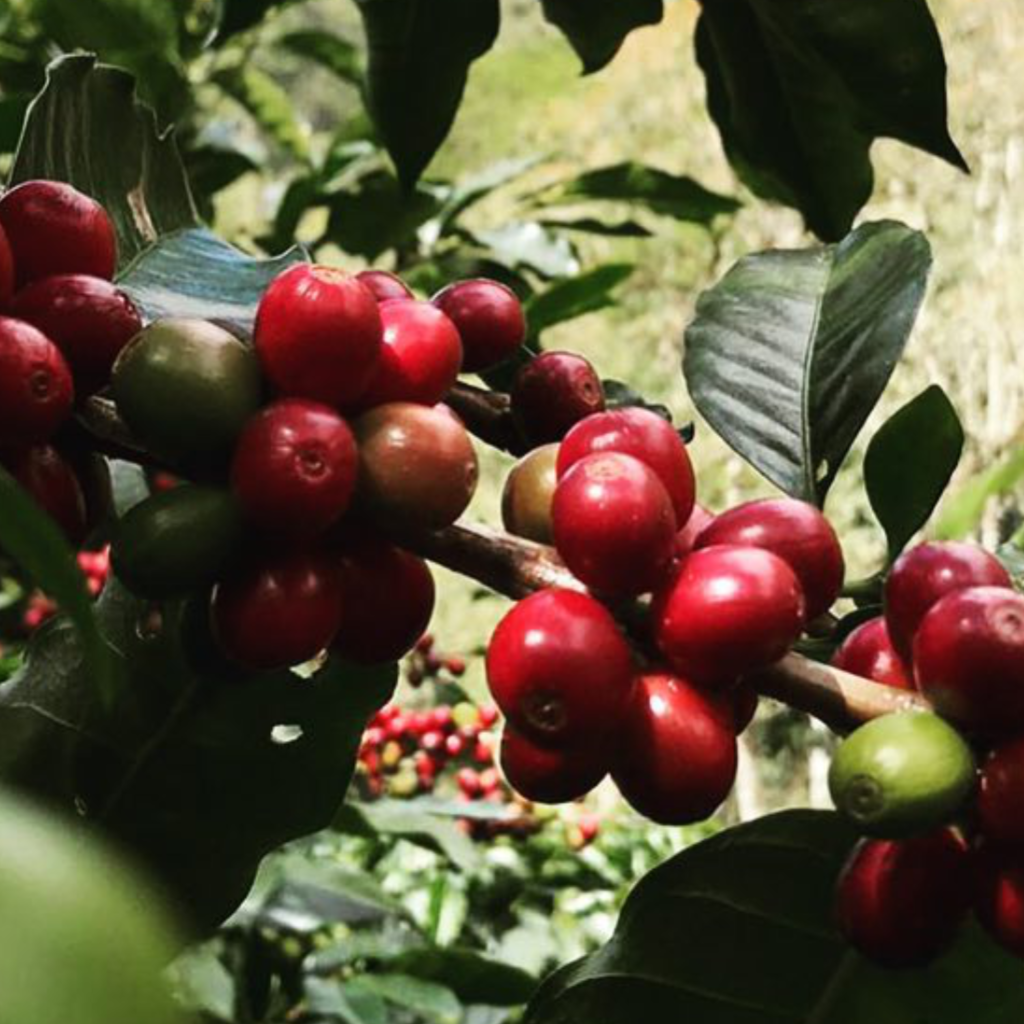 Collection of Coffee Cascara - Pulp Tea in a gallery layout