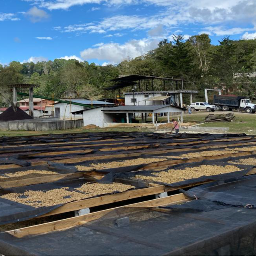 Collection of Coffee Cascara - Pulp Tea in a gallery layout