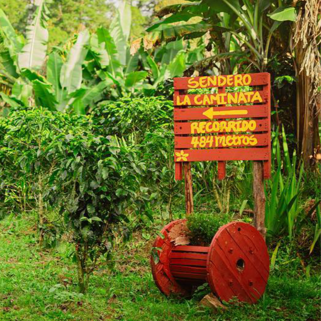 Collection of Coffee Cascara - Pulp Tea in a gallery layout