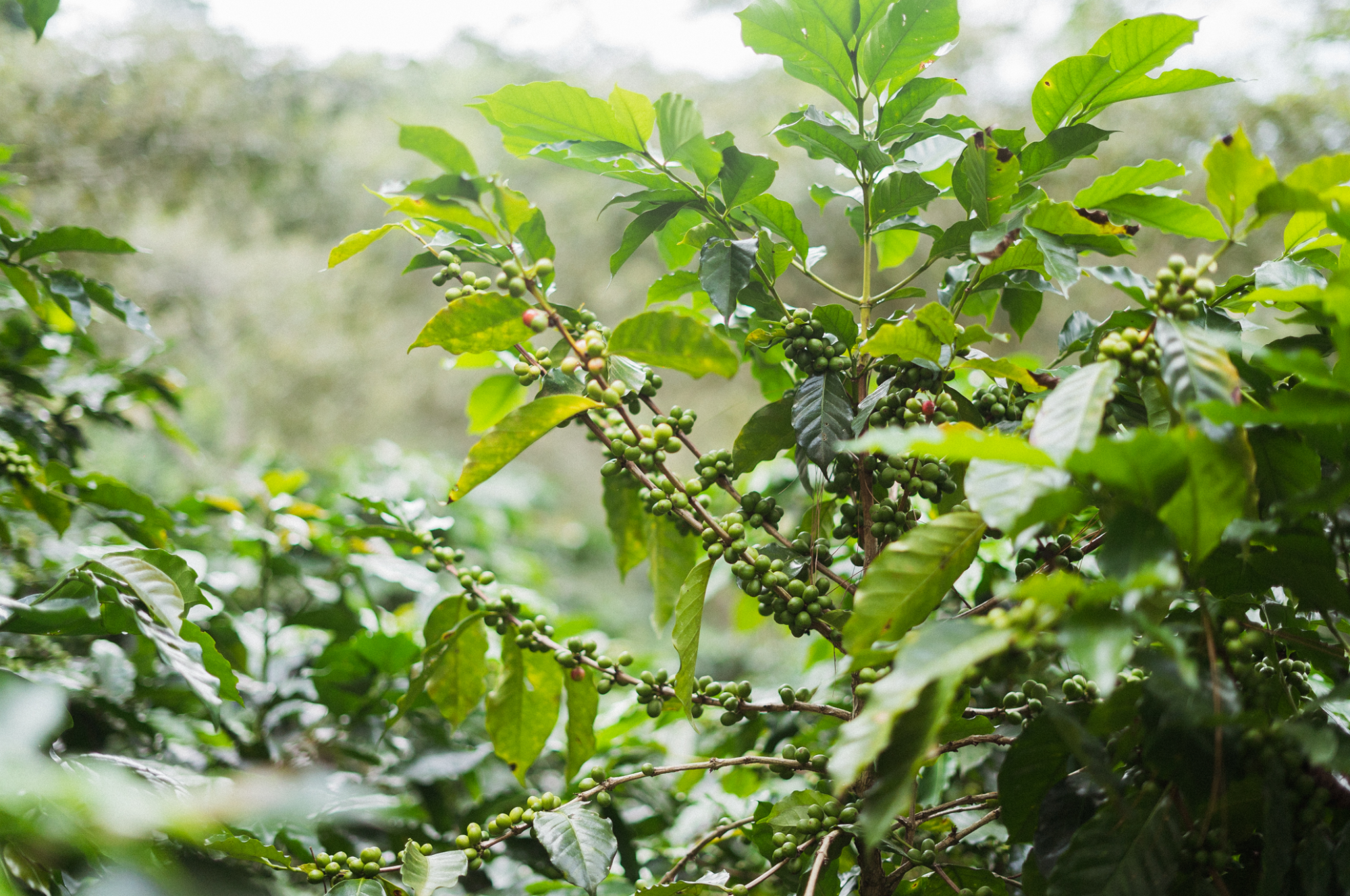 Collection of Caribe Coffee Co.® in a gallery layout