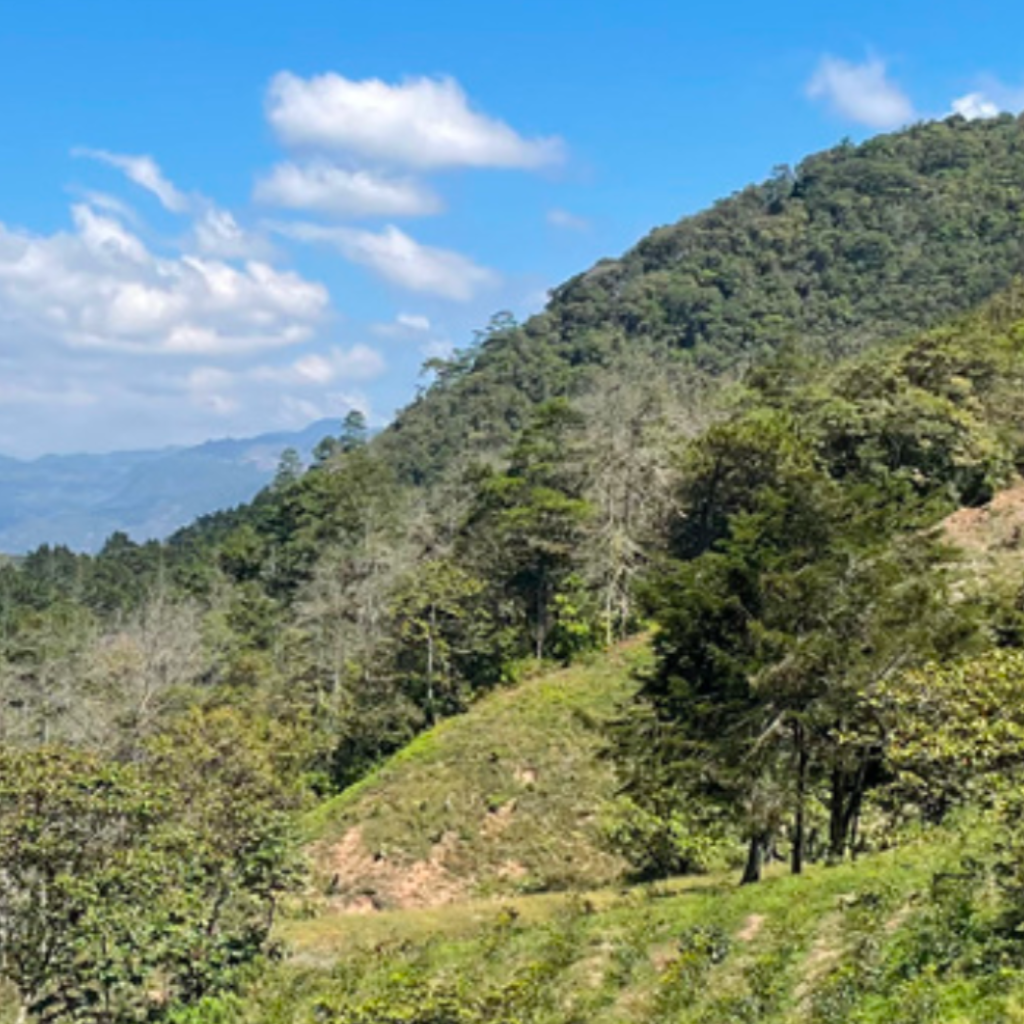 Collection of Liquidámbar in a gallery layout