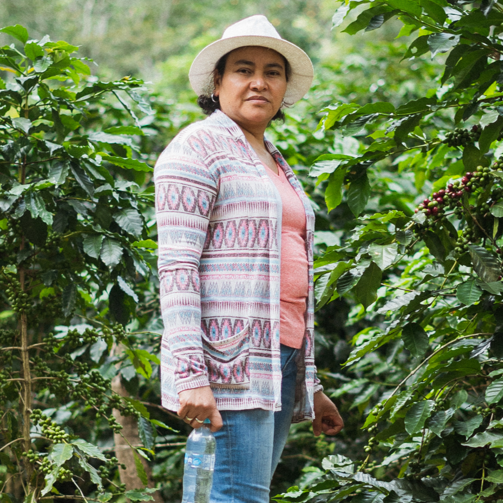 Collection of Caribe Coffee Co.® in a gallery layout