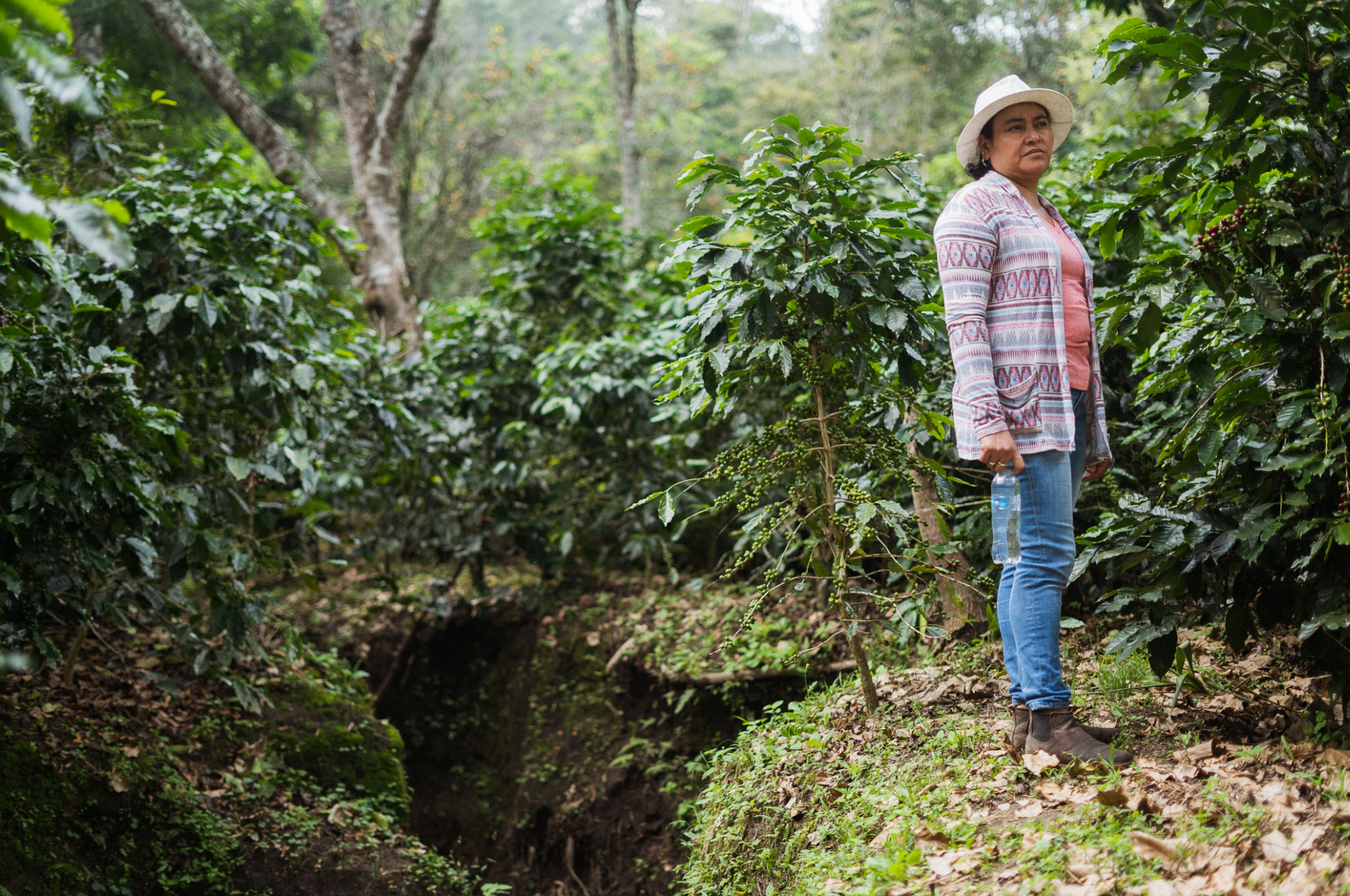 Fincas EL Cerquín del Portillo