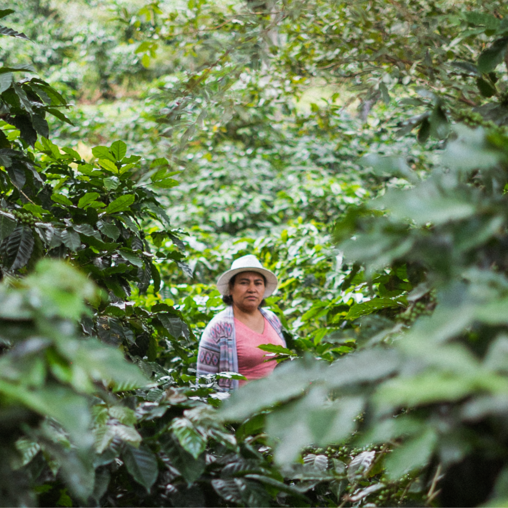 Fincas EL Cerquín del Portillo