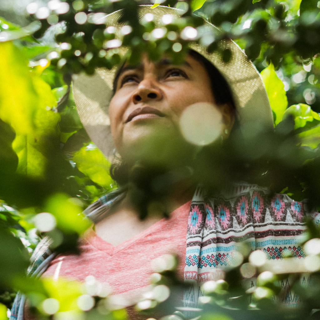 Fincas EL Cerquín del Portillo