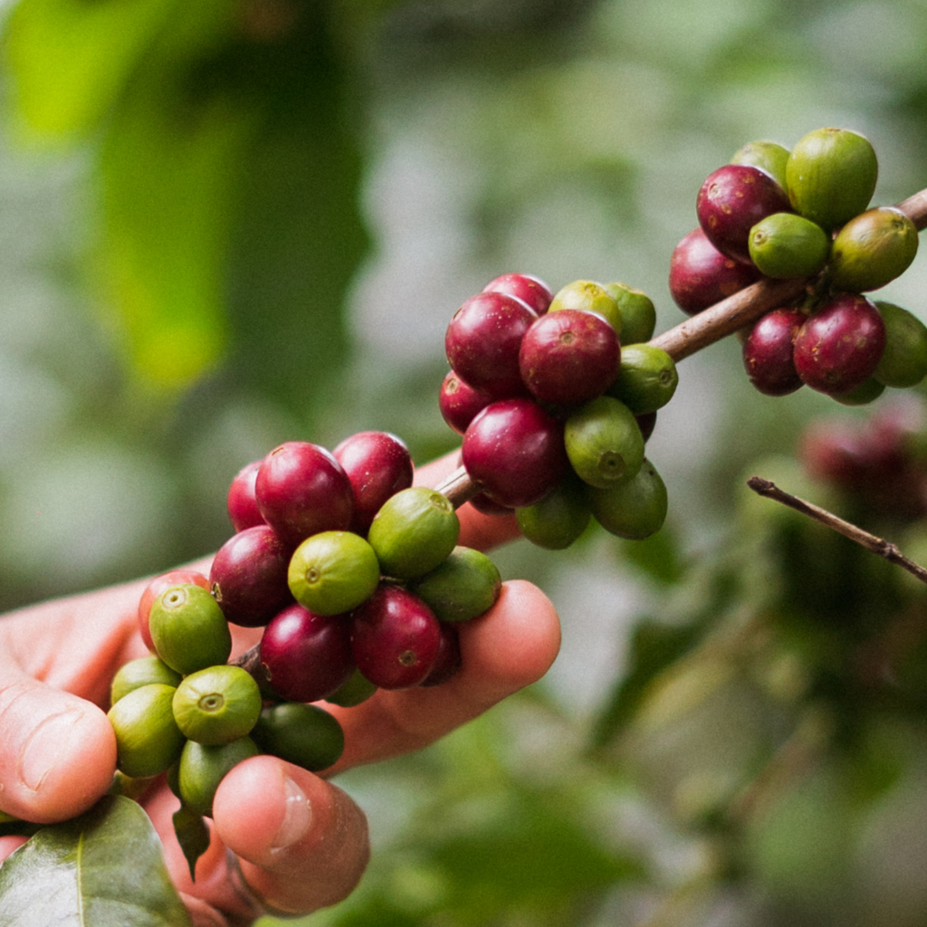 Collection of  in a gallery layout