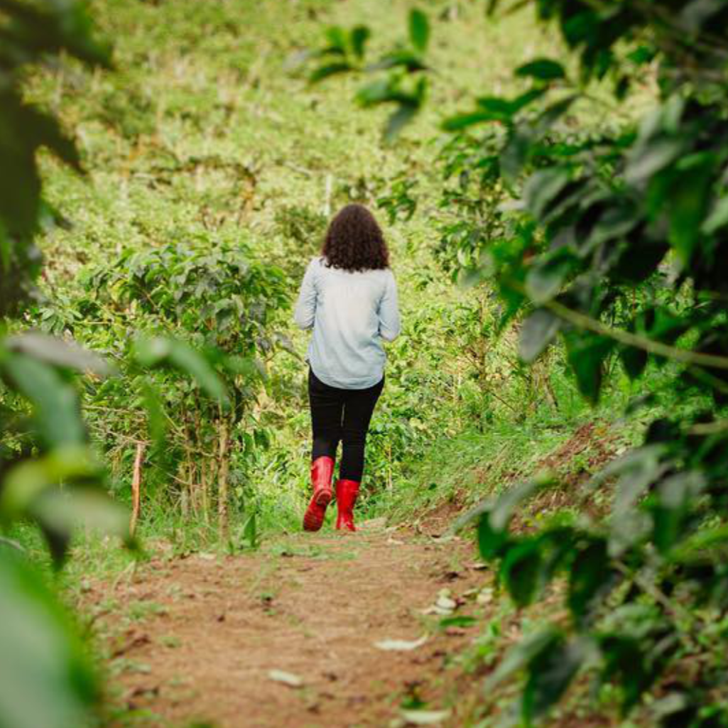 Collection of  in a gallery layout