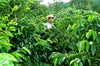 Honduran SPECIALTY SHG from Lempira 1,850 MASL