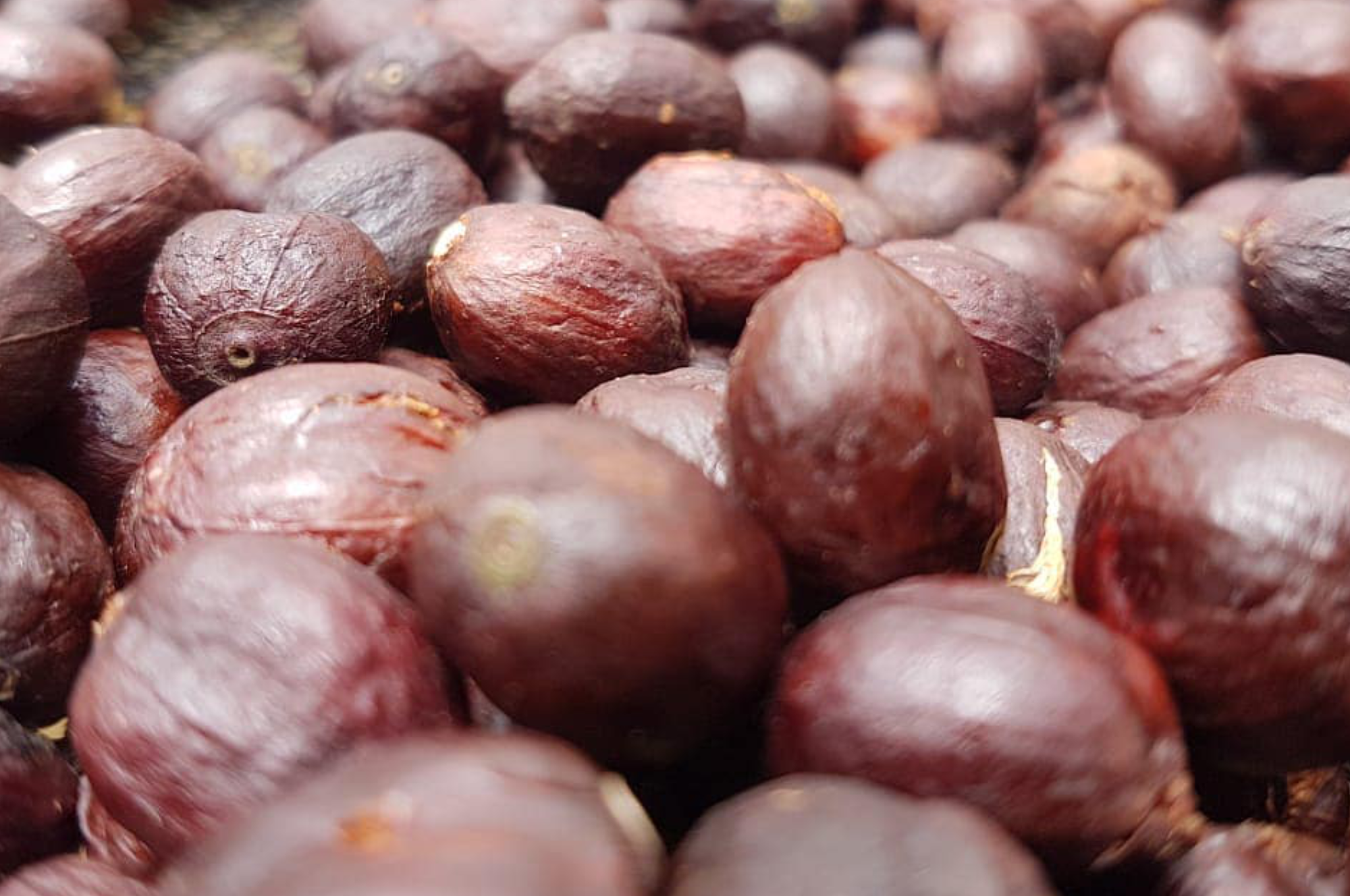 Collection of Colombian SPECIALTY SHG Green Beans 1,700 MASL in a gallery layout