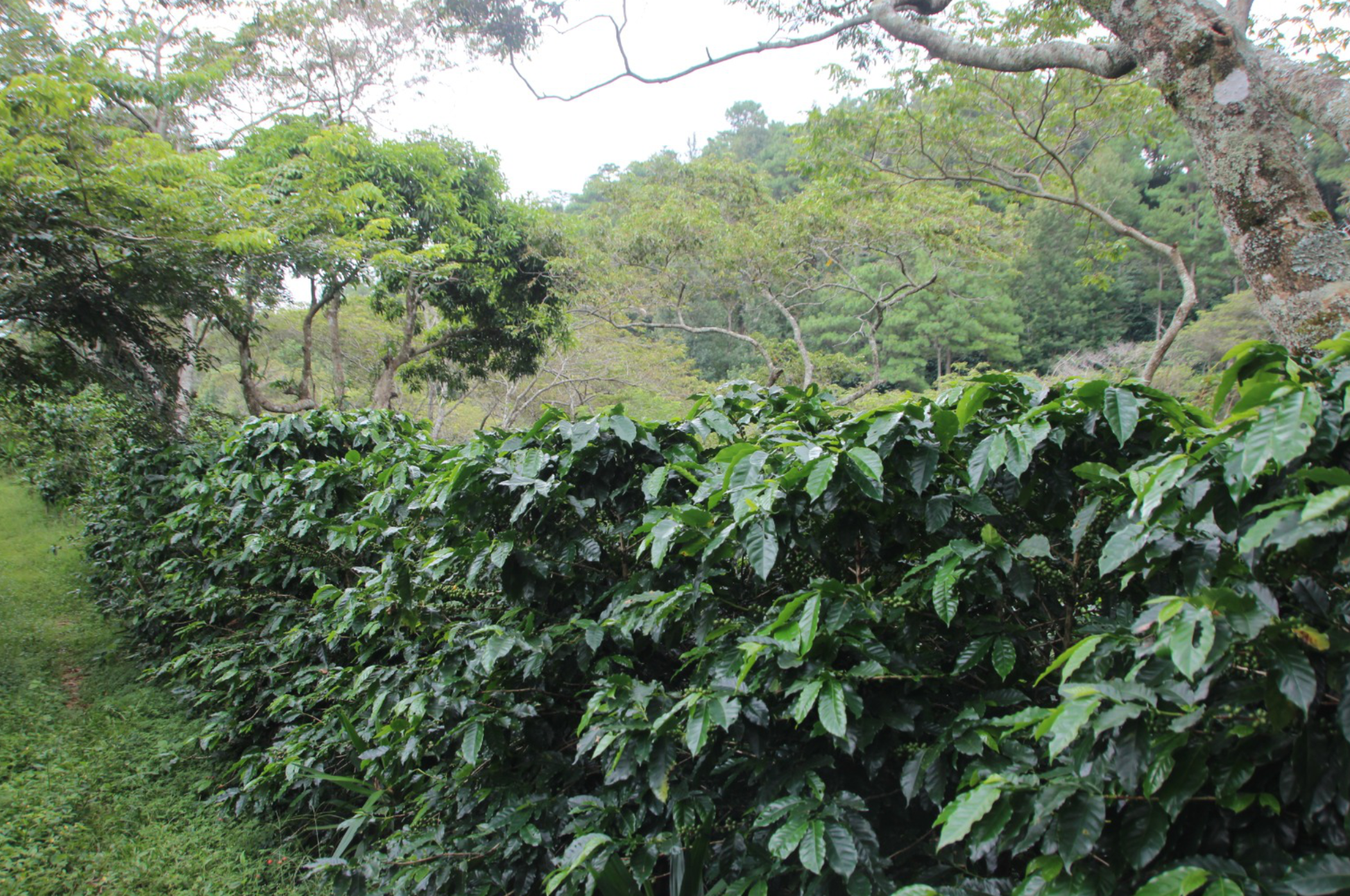 Finca La Balastrera