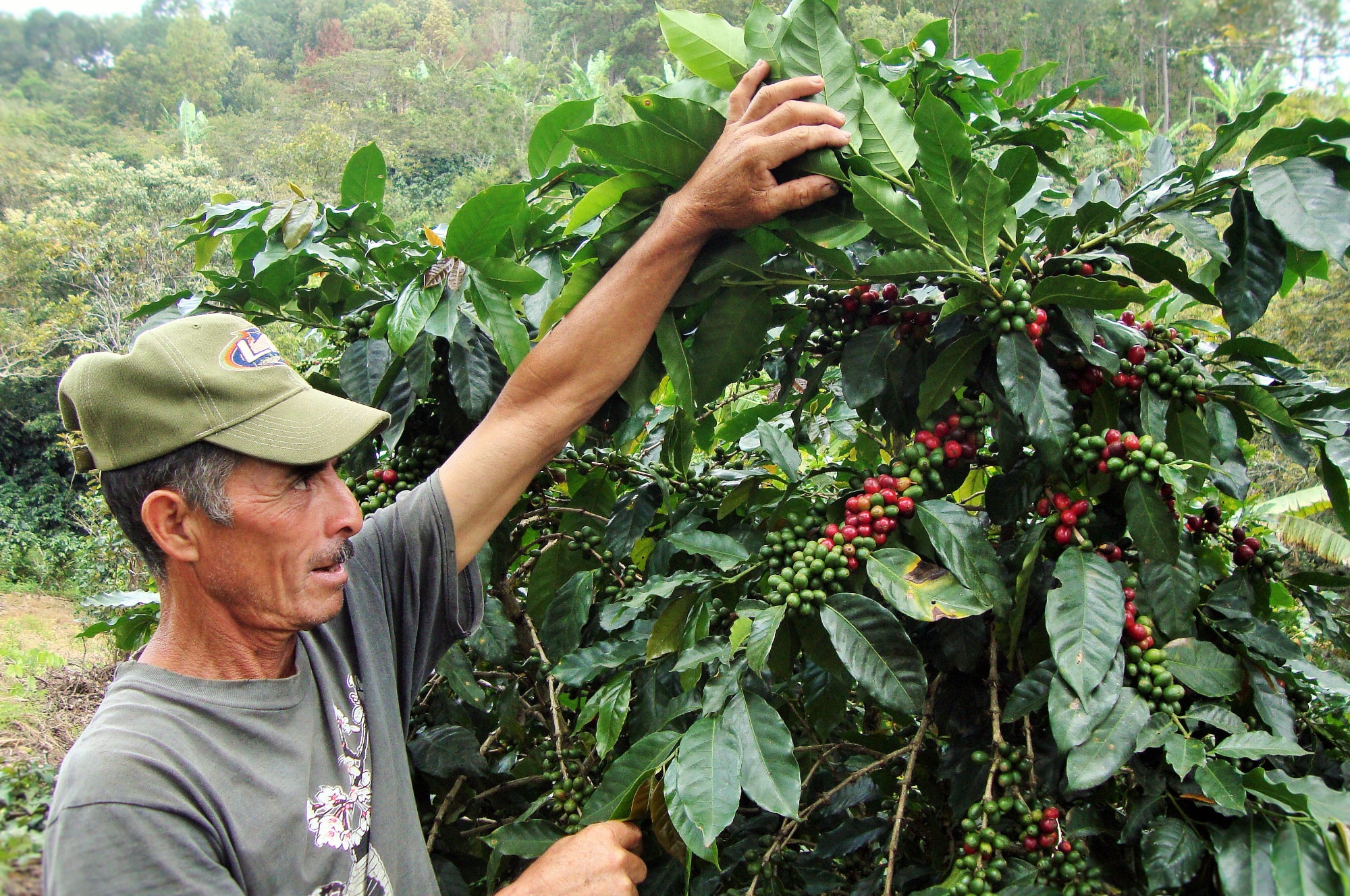 Collection of Caribe Coffee Co.® in a gallery layout