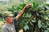 Honduran MICROLOT Jaguar 1,400 MASL