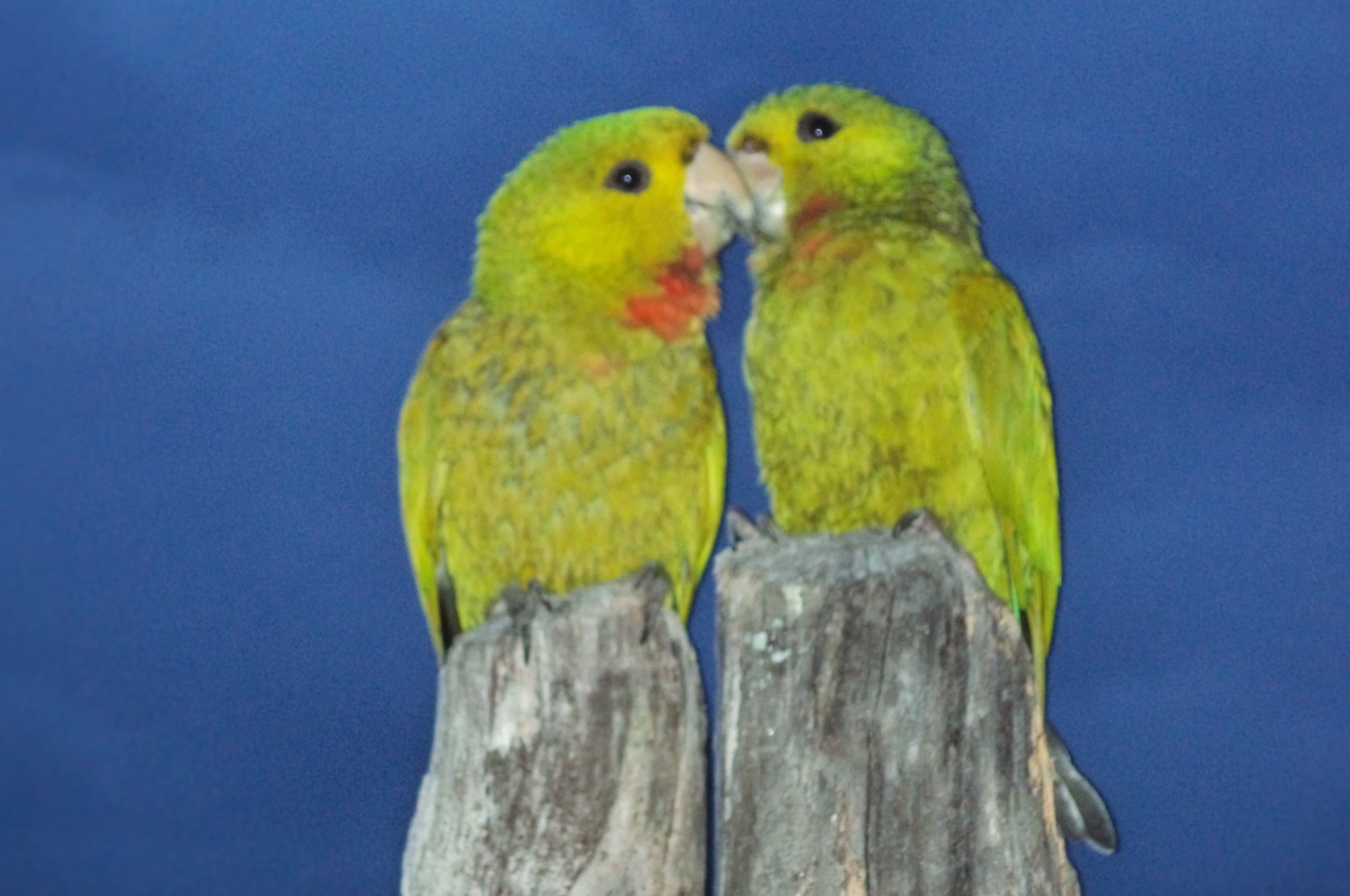 Collection of Los Pajuiles in a gallery layout