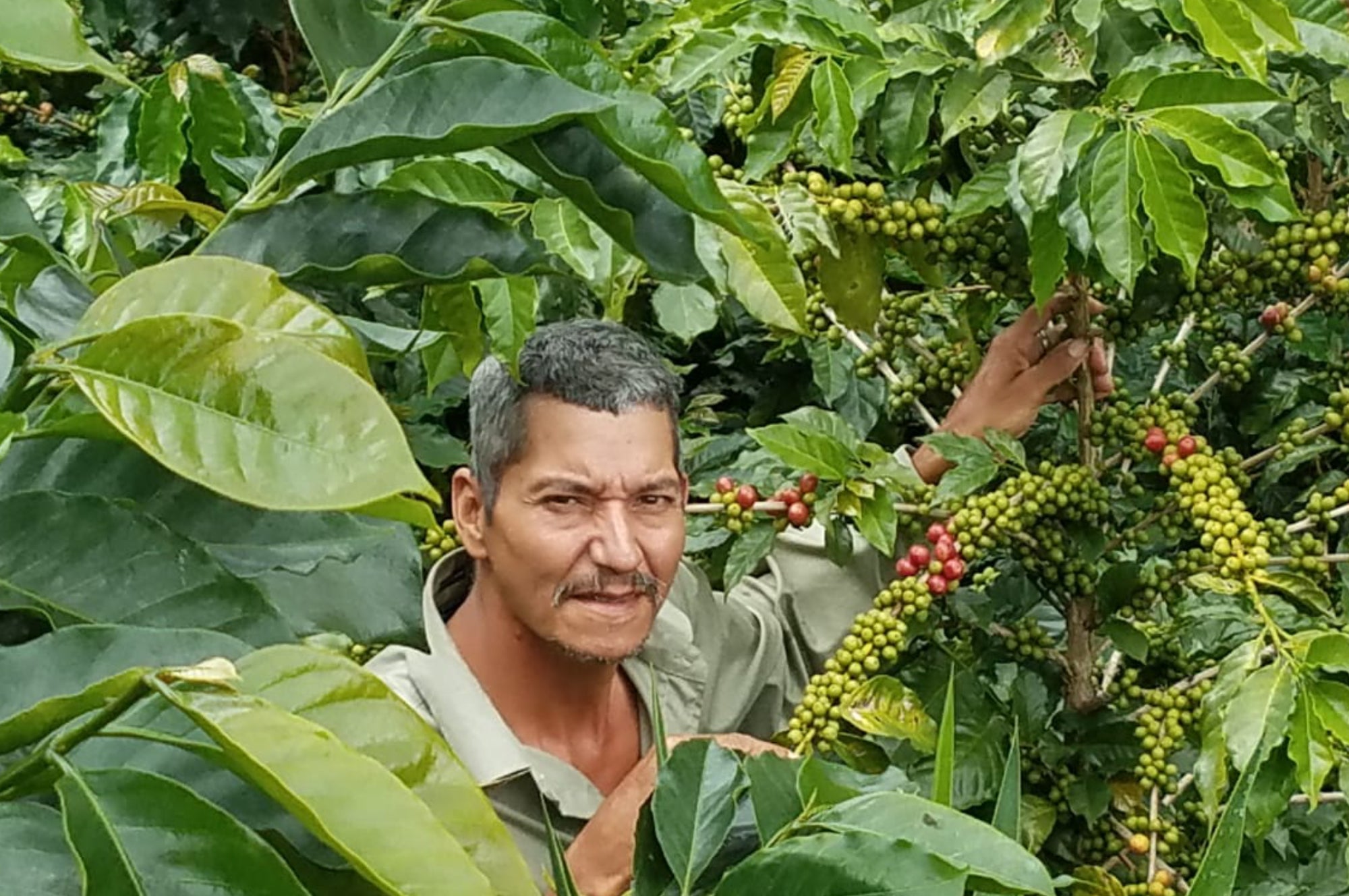 Collection of Caribe Coffee Co.® in a gallery layout