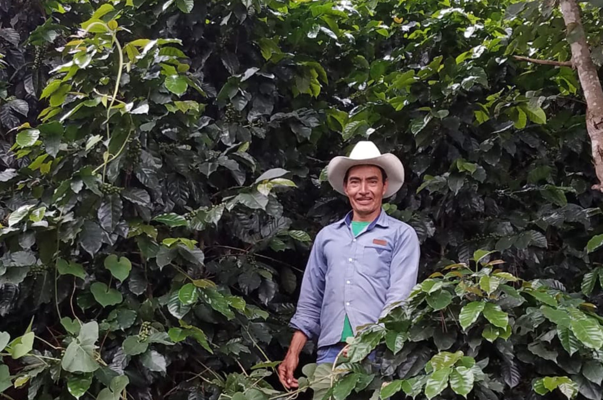 Collection of Caribe Coffee Co.® in a gallery layout
