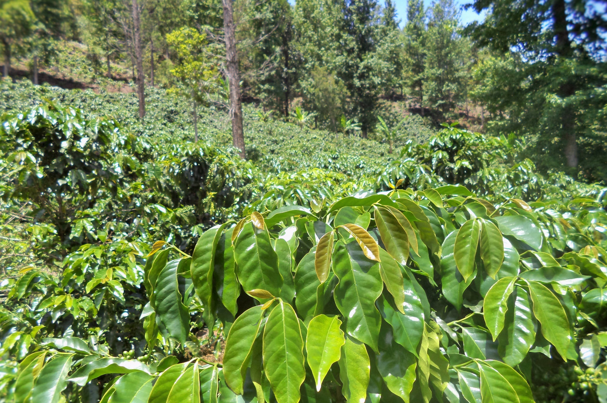 Collection of Caribe Coffee Co.® in a gallery layout