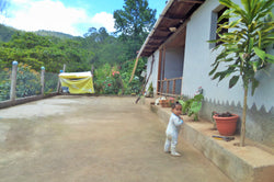 Collection of Microlot Ocelote - WHOLESALE in a gallery layout