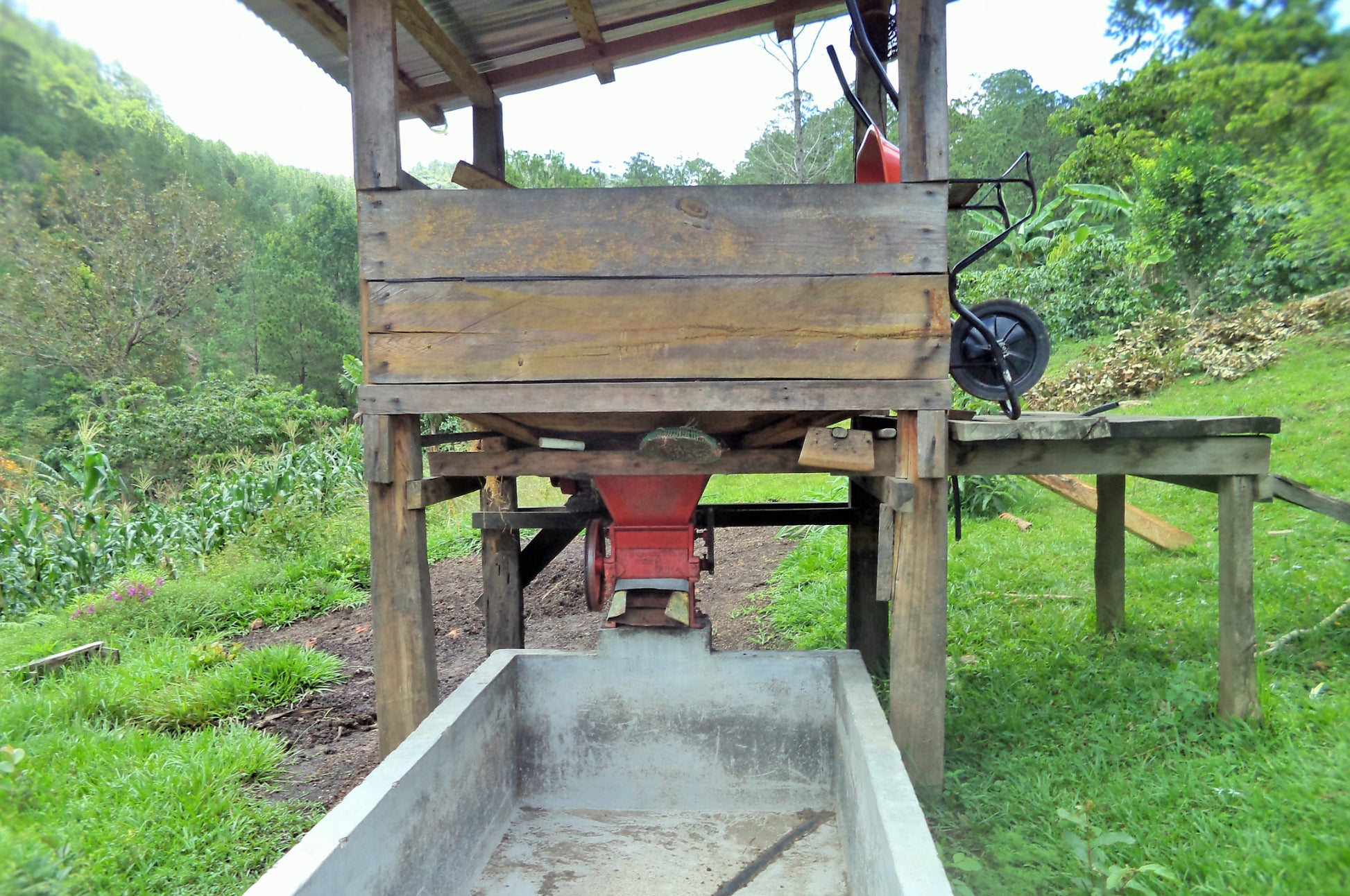 Microlot Ocelote - WHOLESALE