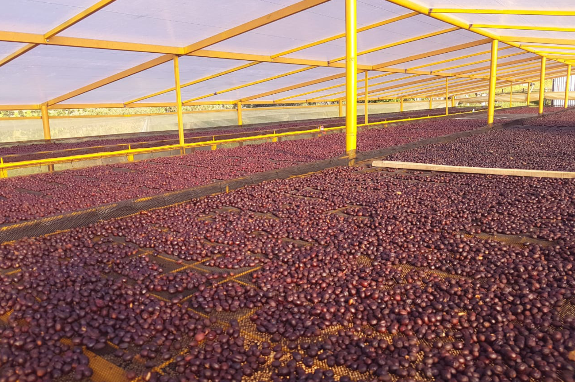 Collection of Colombian SPECIALTY SHG Green Beans 1,700 MASL in a gallery layout