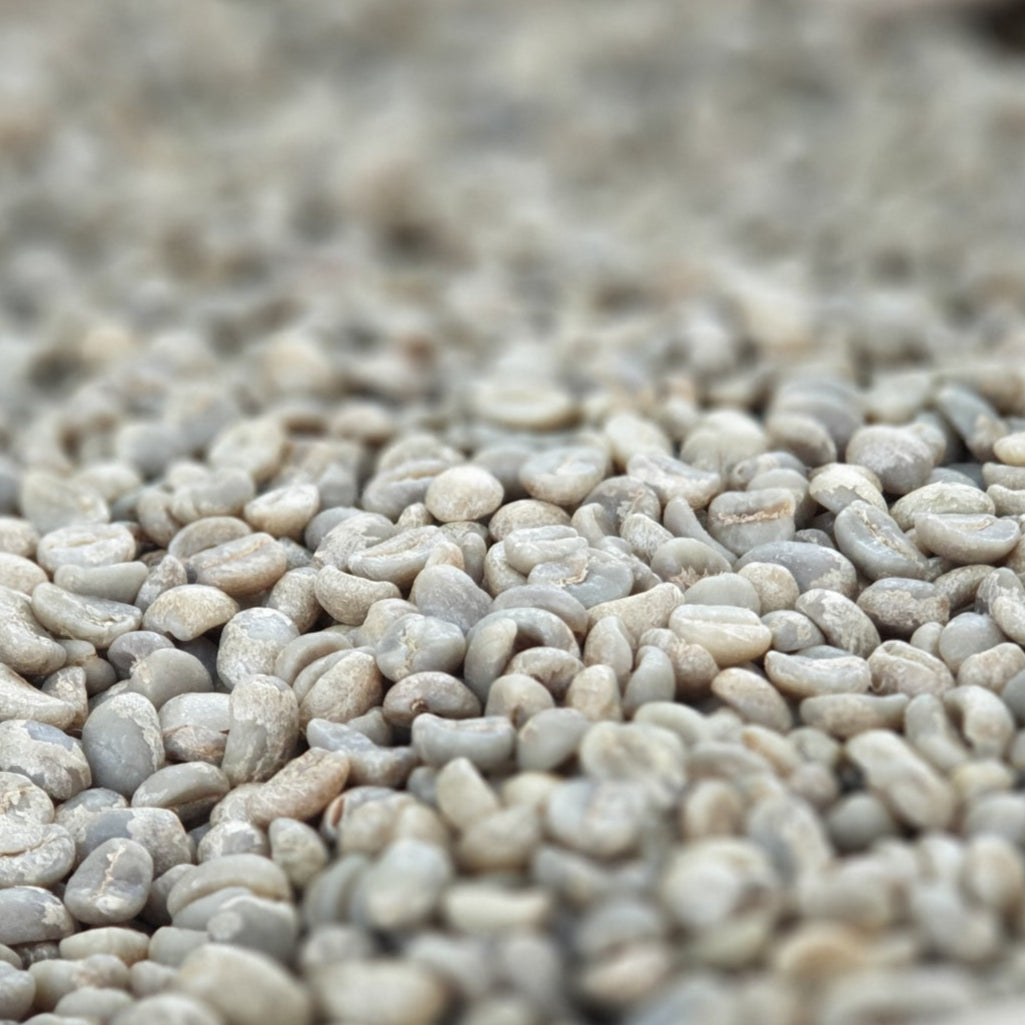 Collection of Copan - Specialty SHG WHOLESALE in a gallery layout