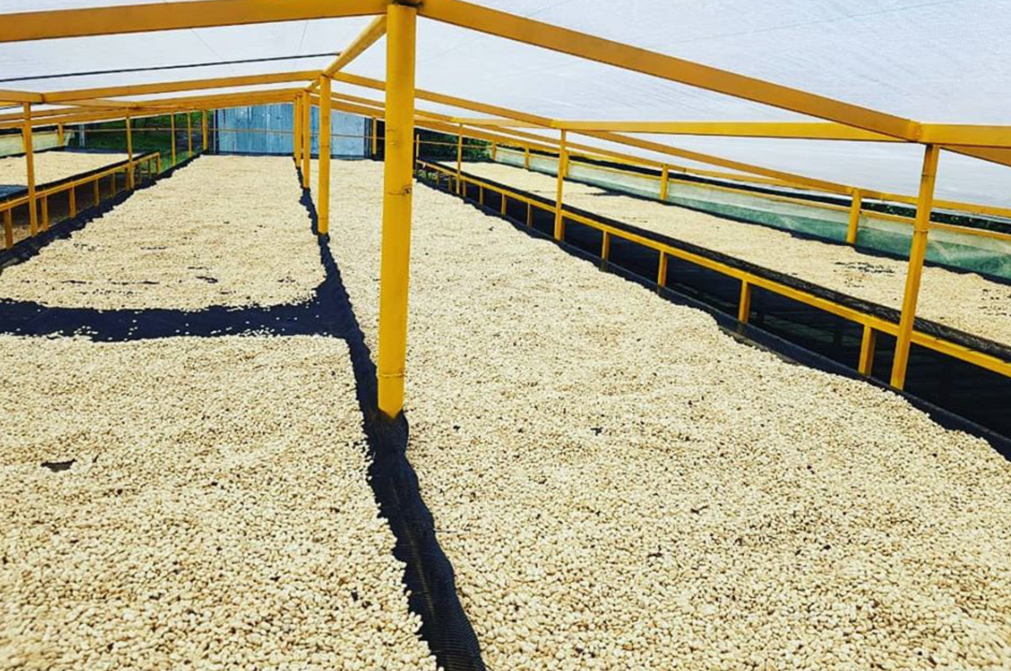 Collection of Colombian SPECIALTY SHG Green Beans 1,700 MASL in a gallery layout