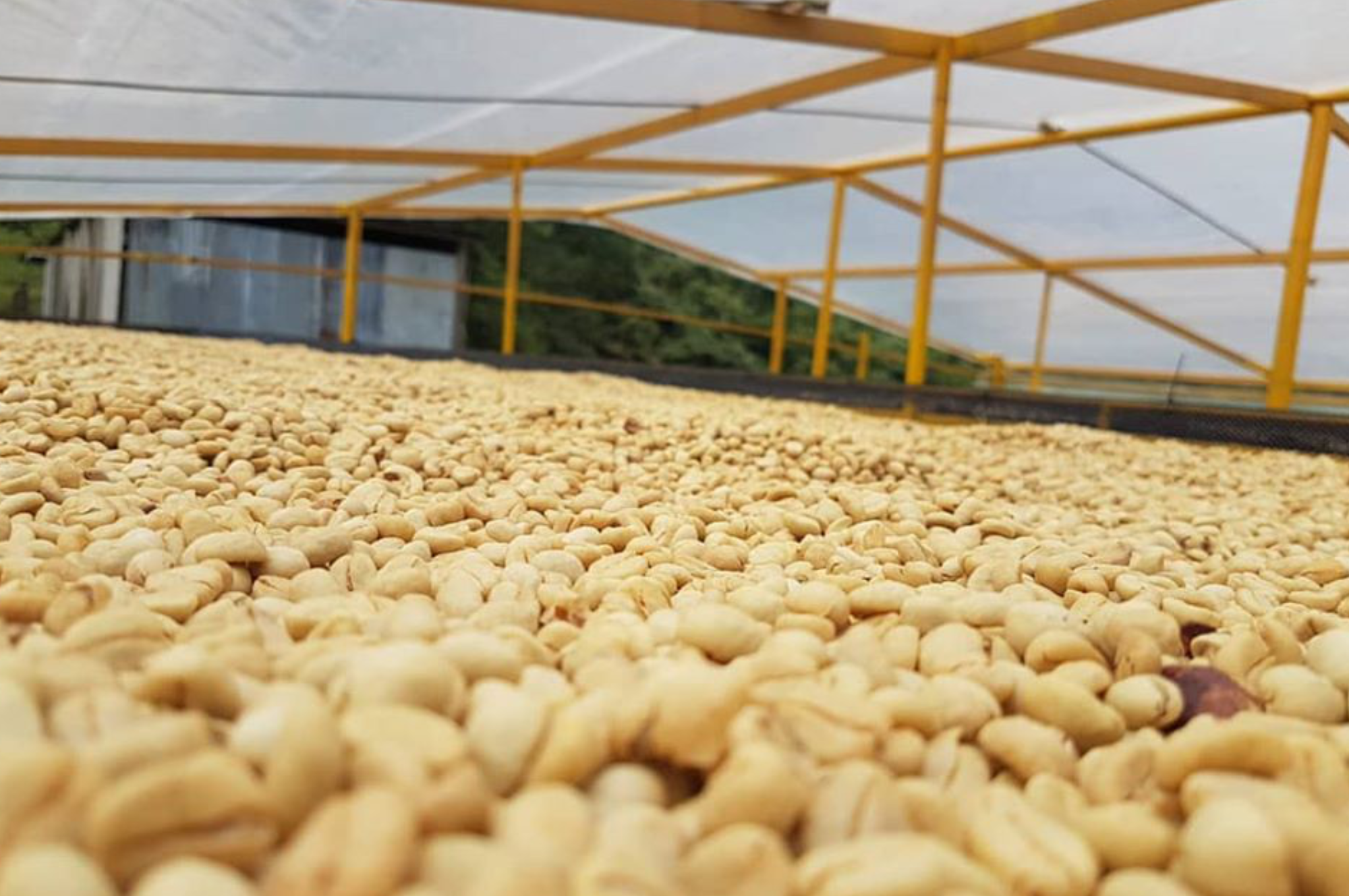 Collection of Colombian SPECIALTY SHG Green Beans 1,700 MASL in a gallery layout