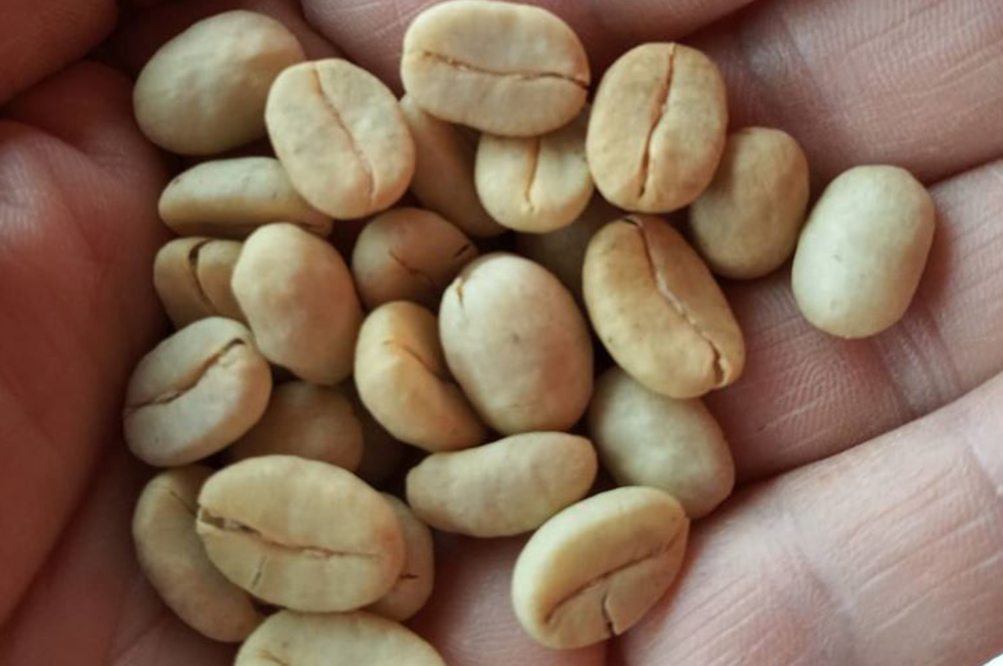 Collection of Colombian SPECIALTY SHG Green Beans 1,700 MASL in a gallery layout