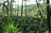 Honduran MICROLOT Jaguar 1,400 MASL