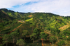 ESPECIALIDAD COLOMBIANA SHG Judías Verdes 1.700 msnm