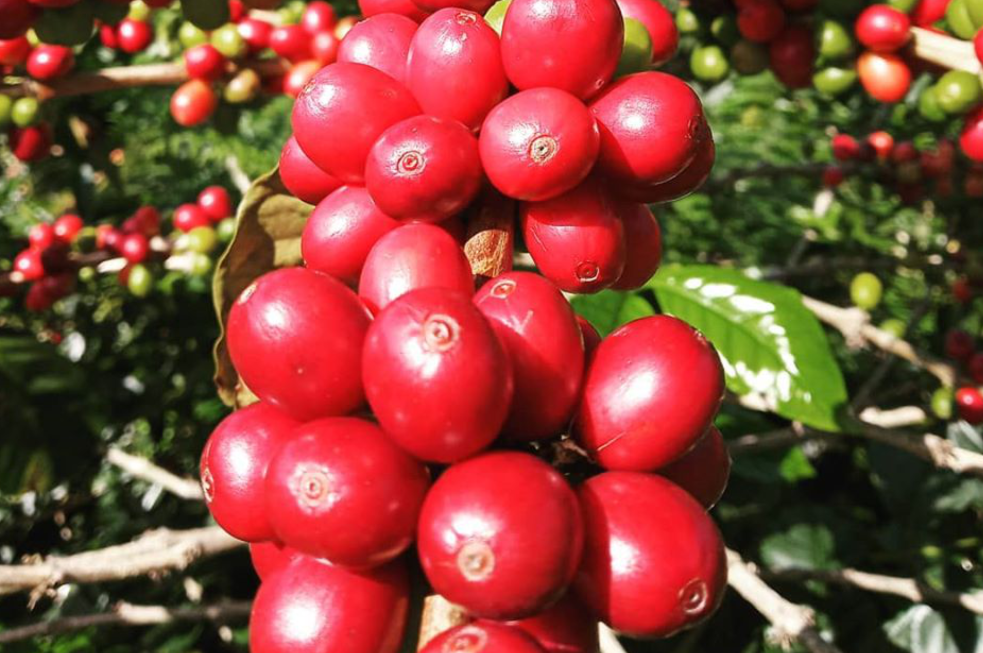 Collection of Caribe Coffee Co.® in a gallery layout